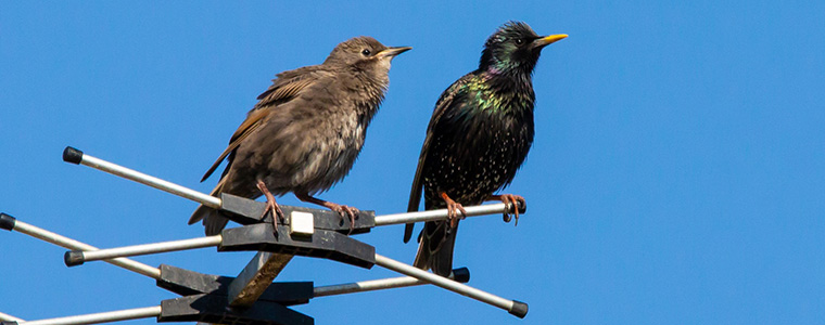 Przełączenie MUX 8: kiedy zmiana na DVB-T2