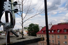 Drzewo rosnące w kominie - ciekawostka